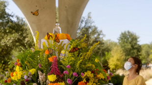 Monarch Butterfly Festival